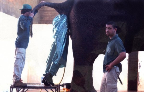 Die besten 100 Bilder in der Kategorie tiere: Elefanten-Arschkriecher