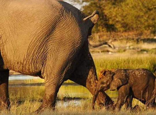 Die besten 100 Bilder in der Kategorie tiere: Elefantenkind wird angeschissen