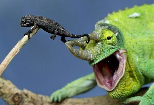 Die besten 100 Bilder in der Kategorie tiere: Chameleon mit Jungem