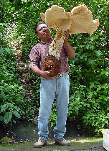 Die besten 100 Bilder in der Kategorie natur: Monster-Riesen-Pilz