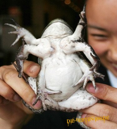 Die besten 100 Bilder in der Kategorie tiere: Tschernobyl-Frosch