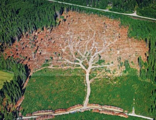 Die besten 100 Bilder in der Kategorie natur: Wald-Rodung in Baumform