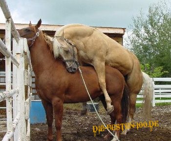 Die besten 100 Bilder in der Kategorie tiere: Pferd macht schlapp?
