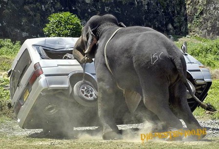 Die besten 100 Bilder in der Kategorie tiere: Elefant kippt Auto um!