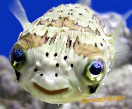 Die besten 100 Bilder in der Kategorie fische_und_meer: Freundlicher Fisch