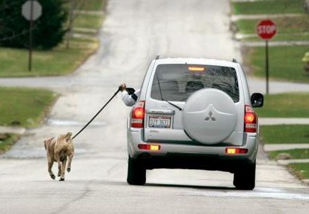 Gassi gehn mit Hund und Auto
