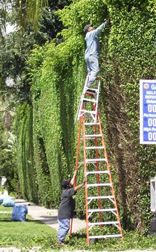 Die besten 100 Bilder in der Kategorie gefaehrlich: Arbeitssicherheit - Leiter stapeln beim Hecken schneiden