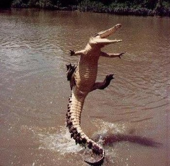 Die besten 100 Bilder in der Kategorie reptilien: Krokodil fliegt in Fluss