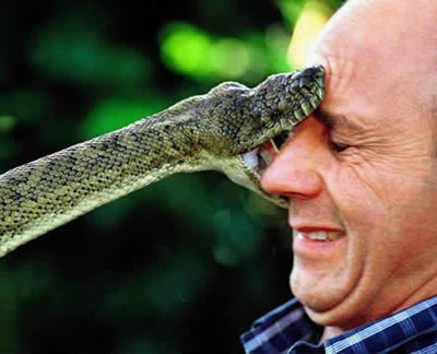 Die besten 100 Bilder in der Kategorie reptilien: Schlange beisst ins Gesicht