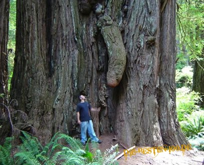 Riesen-Baum