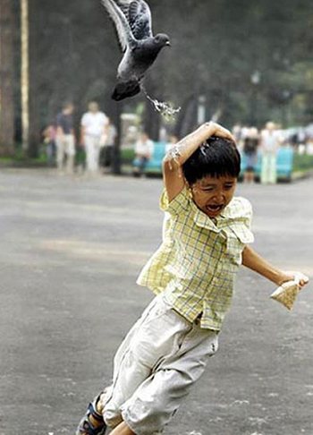 Die besten 100 Bilder in der Kategorie tiere: Taube scheisst auf Junge