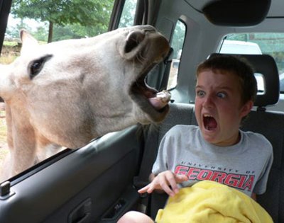 Die besten 100 Bilder in der Kategorie tiere: Pferd, kind