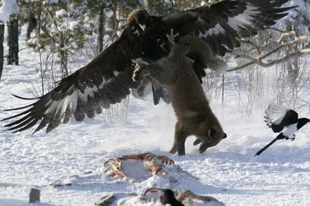 Die besten 100 Bilder in der Kategorie tiere: Adler schnappt sich Fuchs