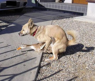 Die besten 100 Bilder in der Kategorie hunde: Hund nimmt sich die Gans