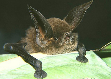 Die besten 100 Bilder in der Kategorie tiere: Sucker-footed Bat