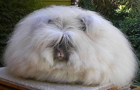 Die besten 100 Bilder in der Kategorie tiere: Angora Hase