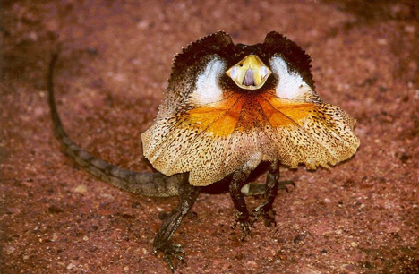 Die besten 100 Bilder in der Kategorie reptilien: Frill-necked Lizard