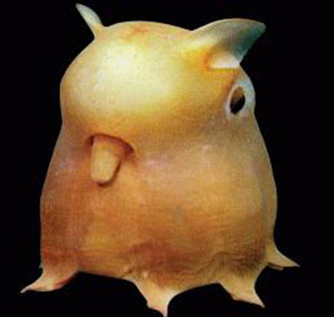 Die besten 100 Bilder in der Kategorie fische_und_meer: Dumbo Octopus