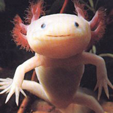 Die besten 100 Bilder in der Kategorie tiere: Axolotl