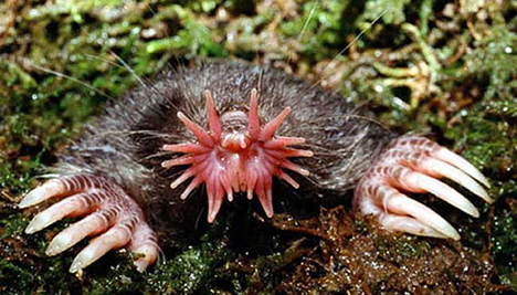 Die besten 100 Bilder in der Kategorie tiere: Star-nosed Mole