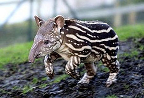 Die besten 100 Bilder in der Kategorie tiere: Tapir