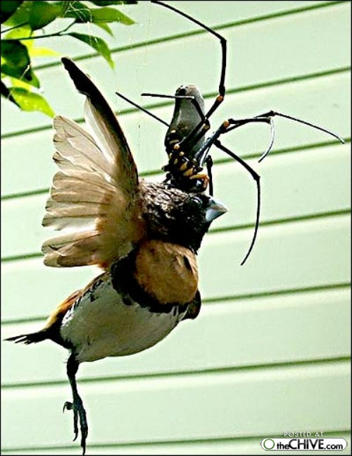 Spinne isst Vogel