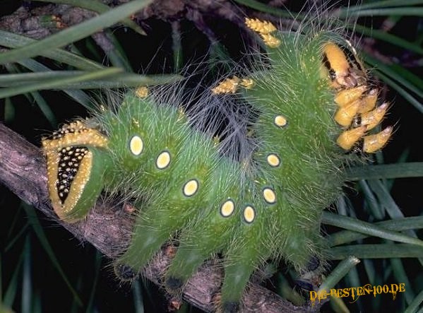 Die besten 100 Bilder in der Kategorie insekten: Raupe