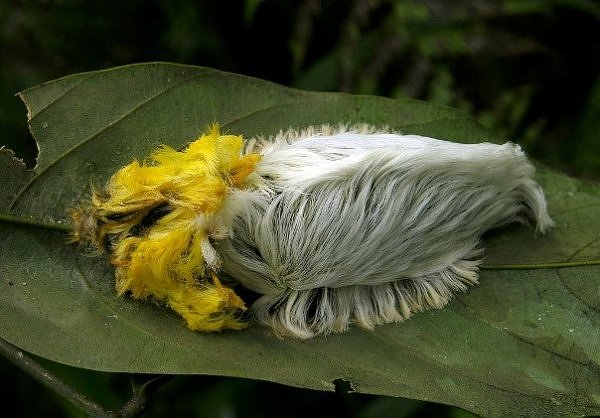 Die besten 100 Bilder in der Kategorie insekten: Raupe