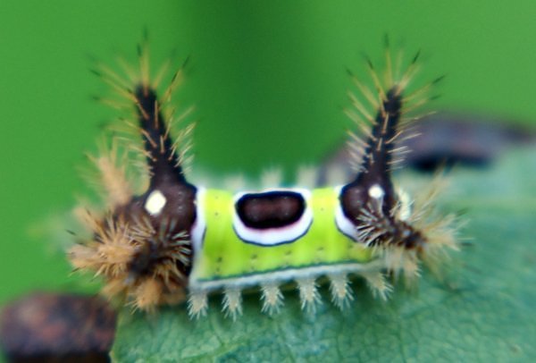 Die besten 100 Bilder in der Kategorie insekten: Raupe