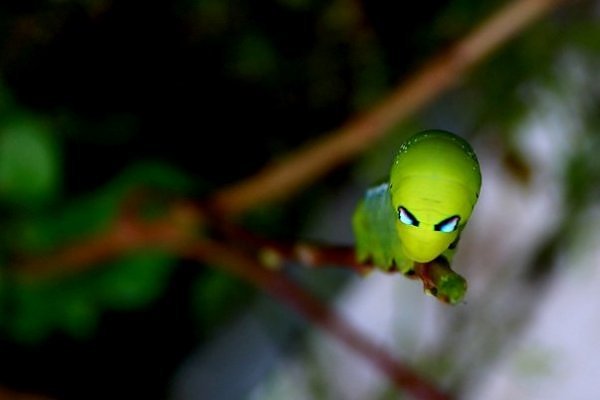 Die besten 100 Bilder in der Kategorie insekten: Raupe