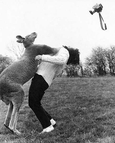 Die besten 100 Bilder in der Kategorie tiere: Kanguruh mag keine Paparazis