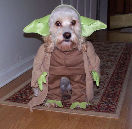 Die besten 100 Bilder in der Kategorie verkleidungen: Yoda-Hund