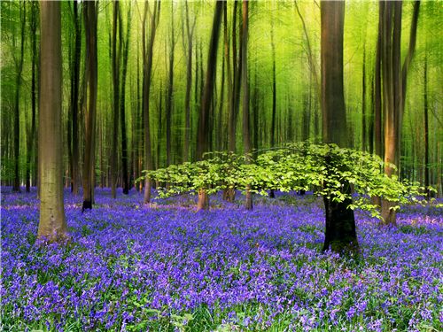 Die besten 100 Bilder in der Kategorie natur: Wald
