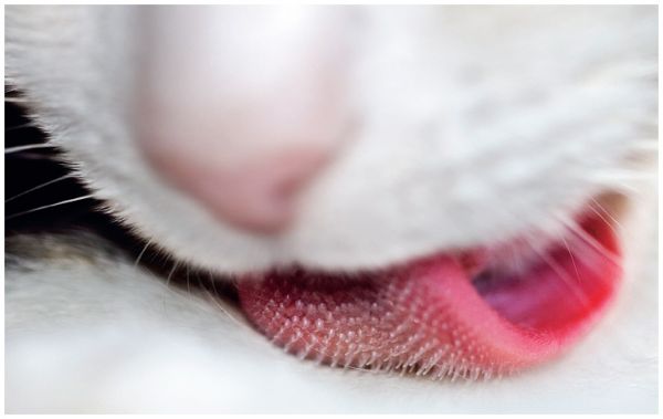 Die besten 100 Bilder in der Kategorie katzen: Katzenzunge