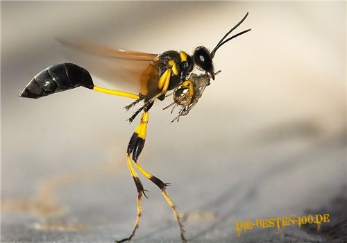 Die besten 100 Bilder in der Kategorie insekten: Wespe