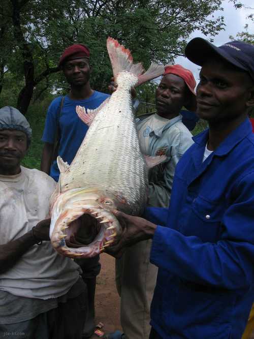 Die besten 100 Bilder in der Kategorie fische_und_meer: Piranha