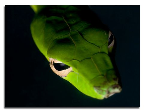 Die besten 100 Bilder in der Kategorie reptilien: Schlange