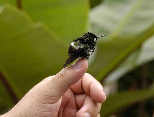 Mini Vogel