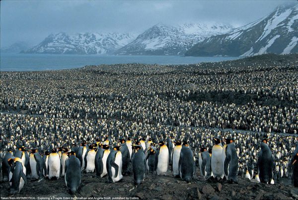 Die besten 100 Bilder in der Kategorie tiere: Pinguine
