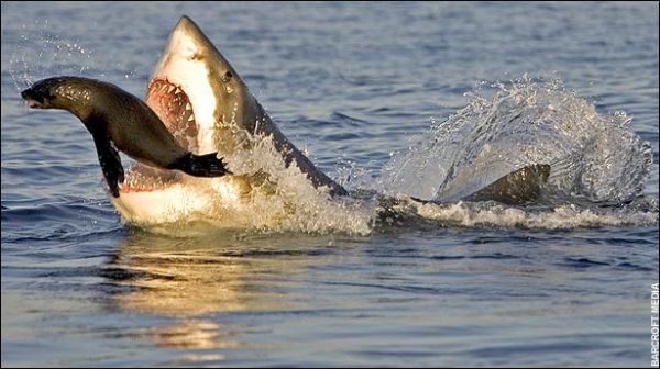 Die besten 100 Bilder in der Kategorie fische_und_meer: Hai schnappt Robbe
