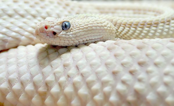 Die besten 100 Bilder in der Kategorie reptilien: Weisse Schlange