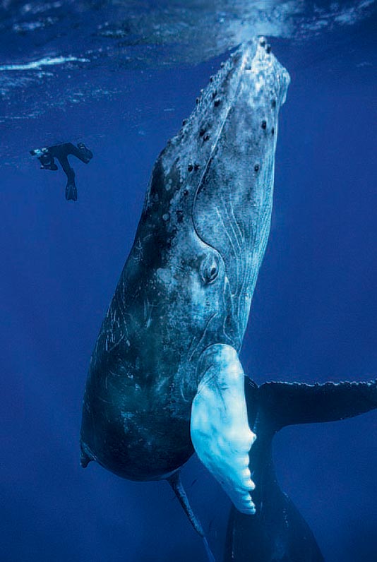Die besten 100 Bilder in der Kategorie natur: Wal