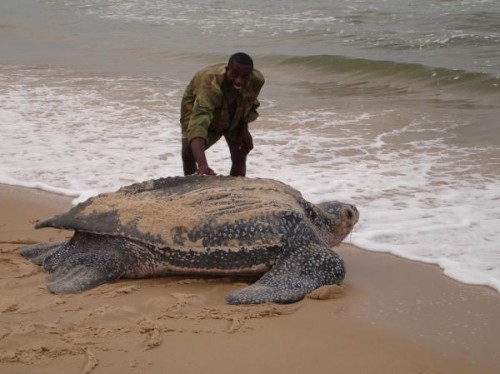 Die besten 100 Bilder in der Kategorie reptilien: Meeres SchildkrÃ¶te