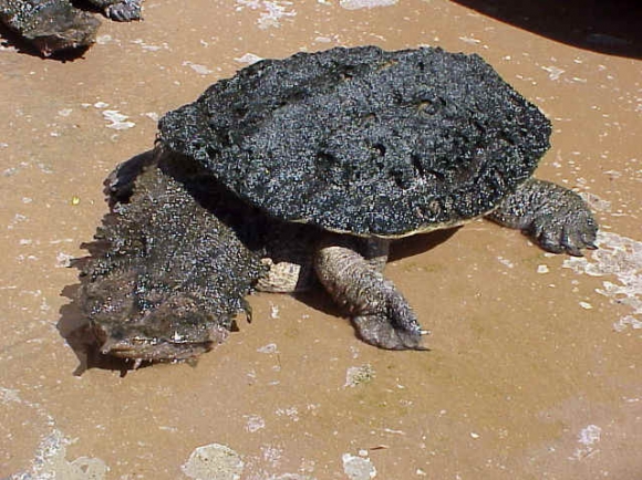 Die besten 100 Bilder in der Kategorie reptilien: SchildkrÃ¶te