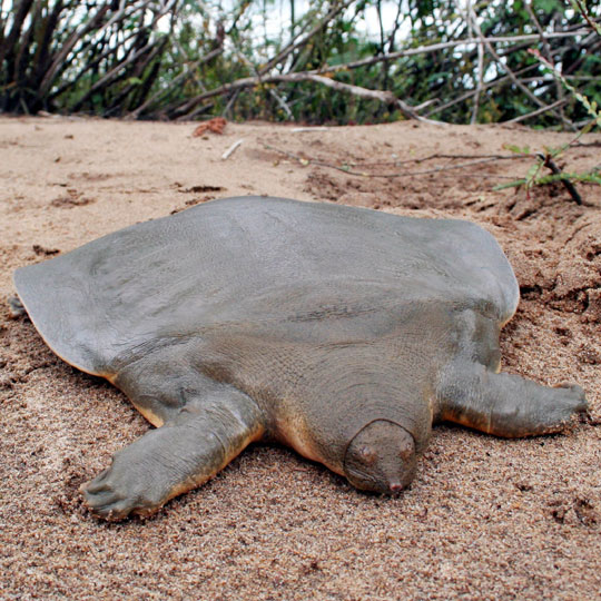 Seltsame SchildkrÃ¶te