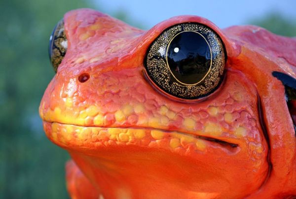 Die besten 100 Bilder in der Kategorie tiere: Frosch 