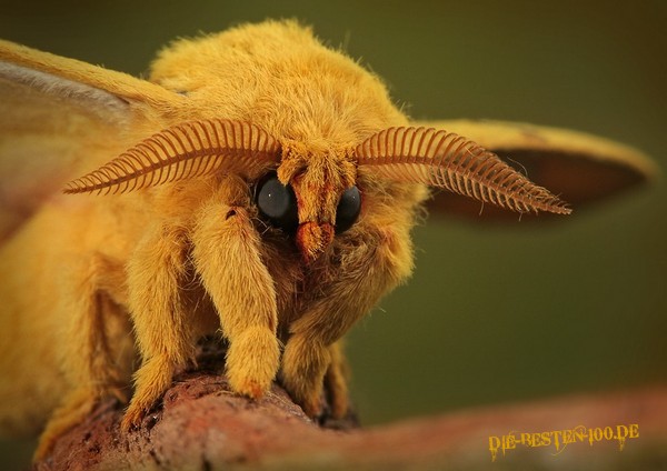 Die besten 100 Bilder in der Kategorie insekten: Insekt