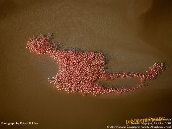 Die besten 100 Bilder in der Kategorie voegel: Flamingos