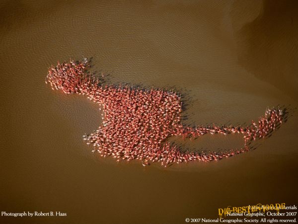 Flamingos