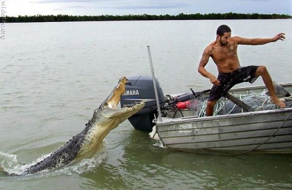 Die besten 100 Bilder in der Kategorie reptilien: Shisser und Krokodil